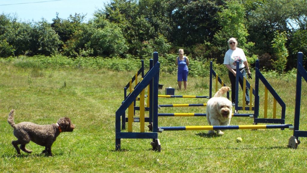 Clumberdoodle Archie and his 1st attempt at Flyball