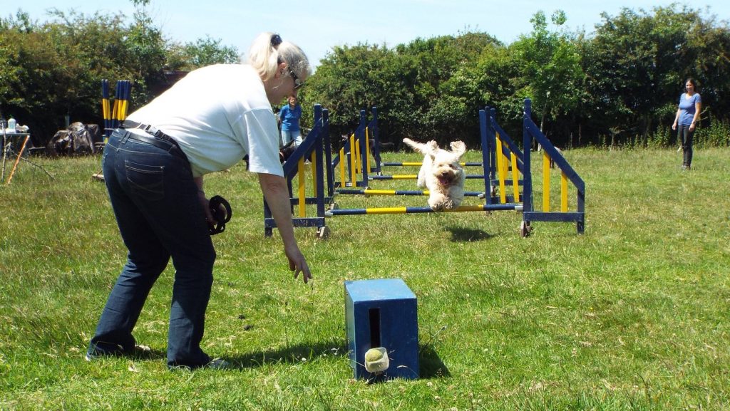 Clumberdoodle Archie's 1st attempt at flyball