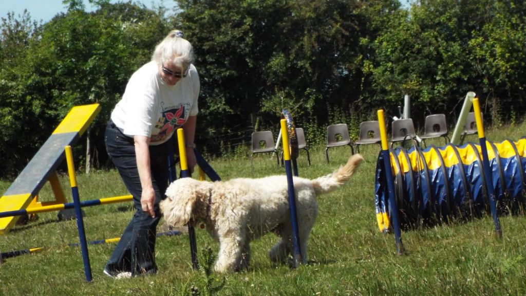 Clumberdoodle Archie doeing the agility weave