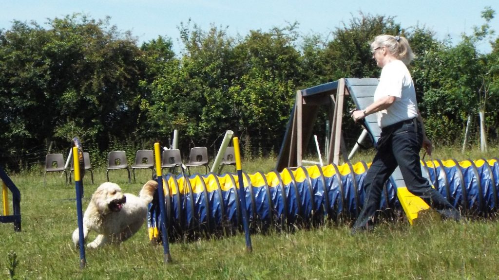 Cumberdoodle Archie coning out of the tunnel during agility