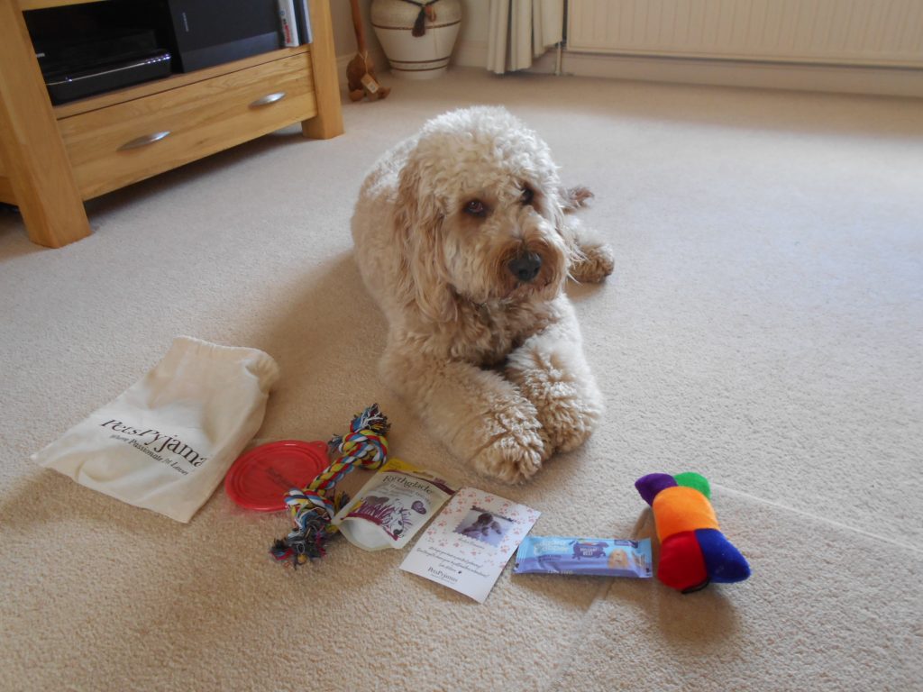 Clumberdoodle Archie with his Pets Pyjamas holiday goody bag