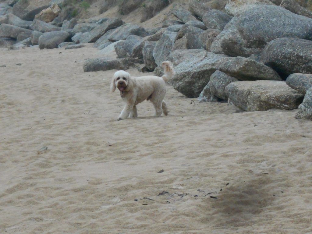 Mawgan Porth Beach Holiday In Cornwall with Clumberdoodle Archie 2019