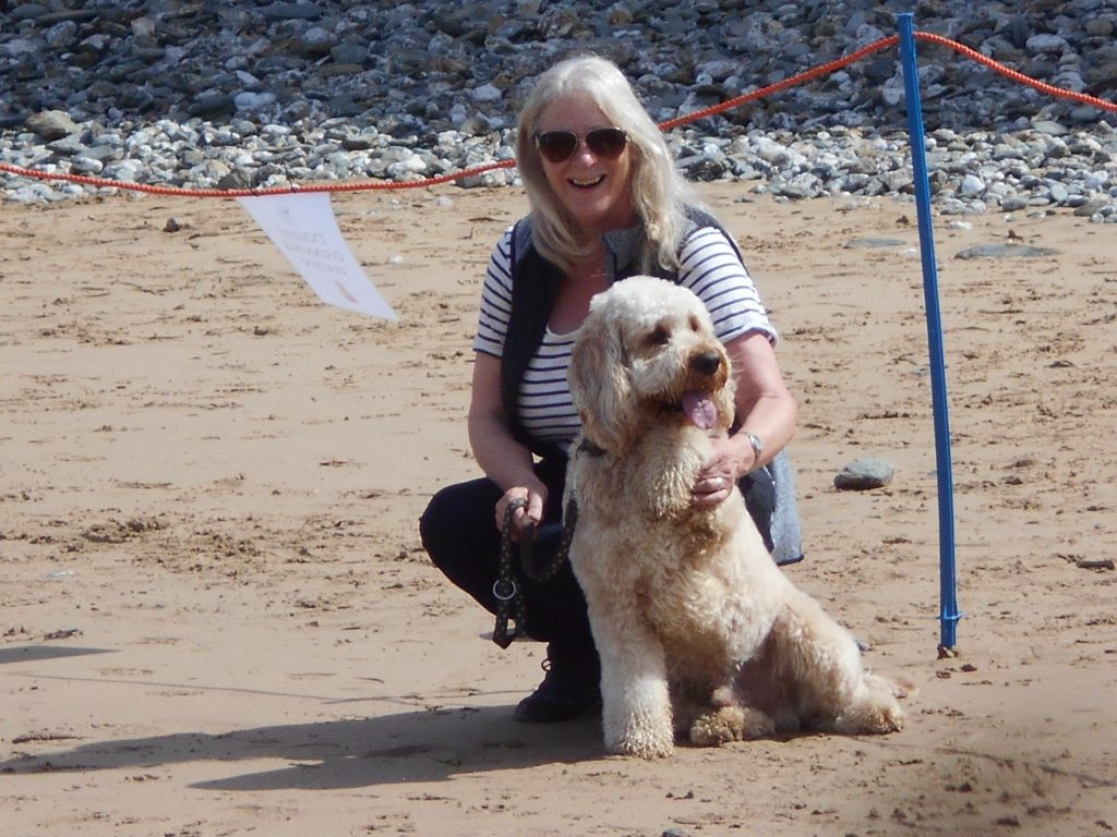 Archie the Clumberdoodle taking part in Watergate Bay family dog show