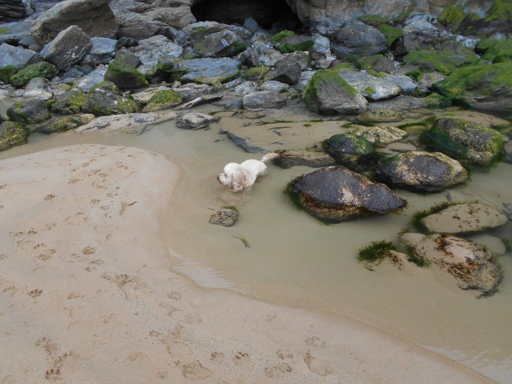 Clumberdoodle Archie cooling in the rock pools on Mawgan Porth beach