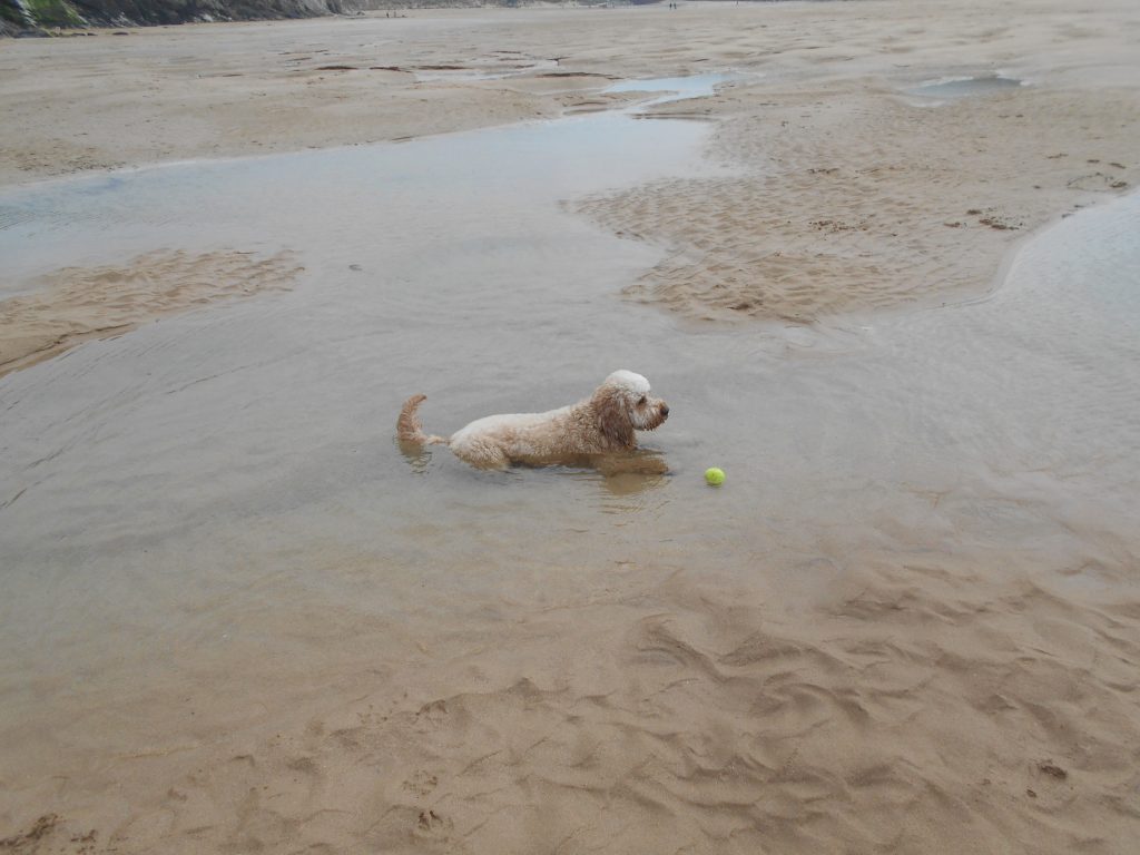 Mawgan Porth Beach Holiday In Cornwall with Clumberdoodle Archie 2019