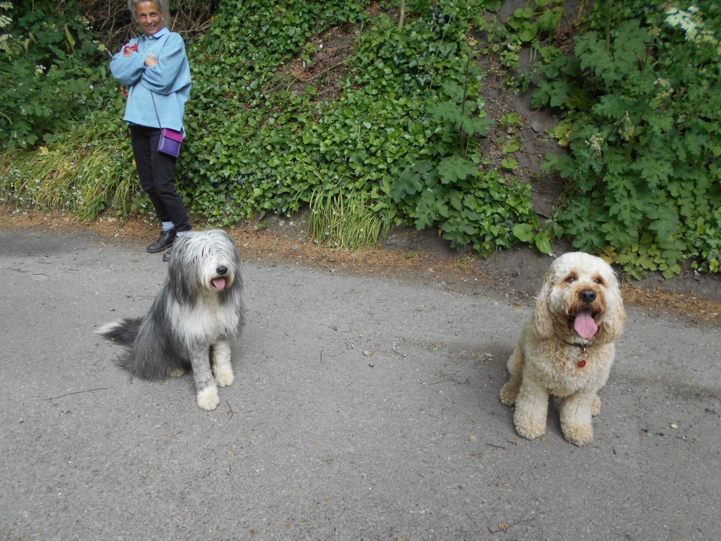 Archie the Clumberdoodle enjoying his holiday romance with Aggie