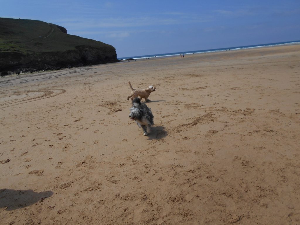 Clumberdoodle Archie and Aggie on Mawgan Porth beach