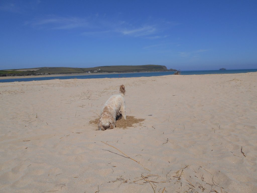 Archie the Clumberdoodle on Rock beach