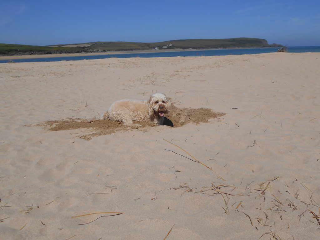 Mawgan Porth Beach Holiday In Cornwall with Clumberdoodle Archie 2019