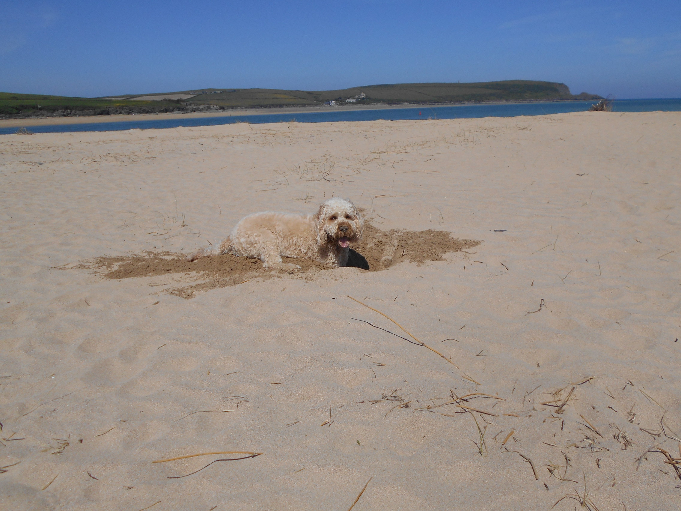 Mawgan Porth Beach Holiday In Cornwall with Clumberdoodle Archie 2019