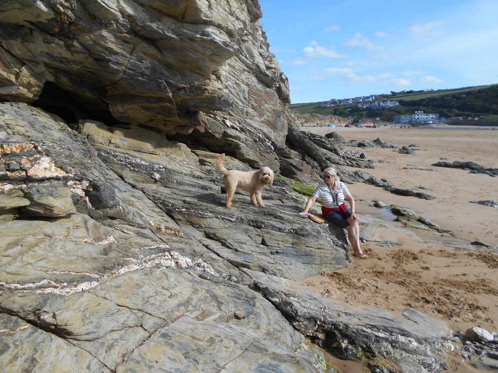 Clumberdoodle Archie on Mawgan Porth beach