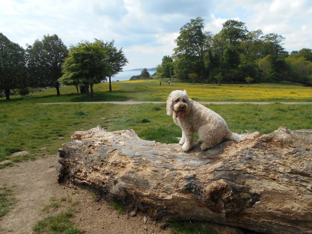 Clumberdoodle Archie posing on a tree trunk at Trellisick Gardens