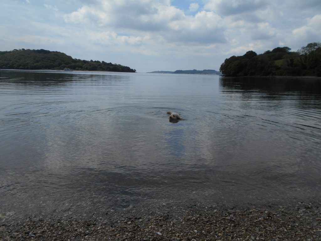 Clumberdoodle Archie at Trellisick Gardens swimming in the river