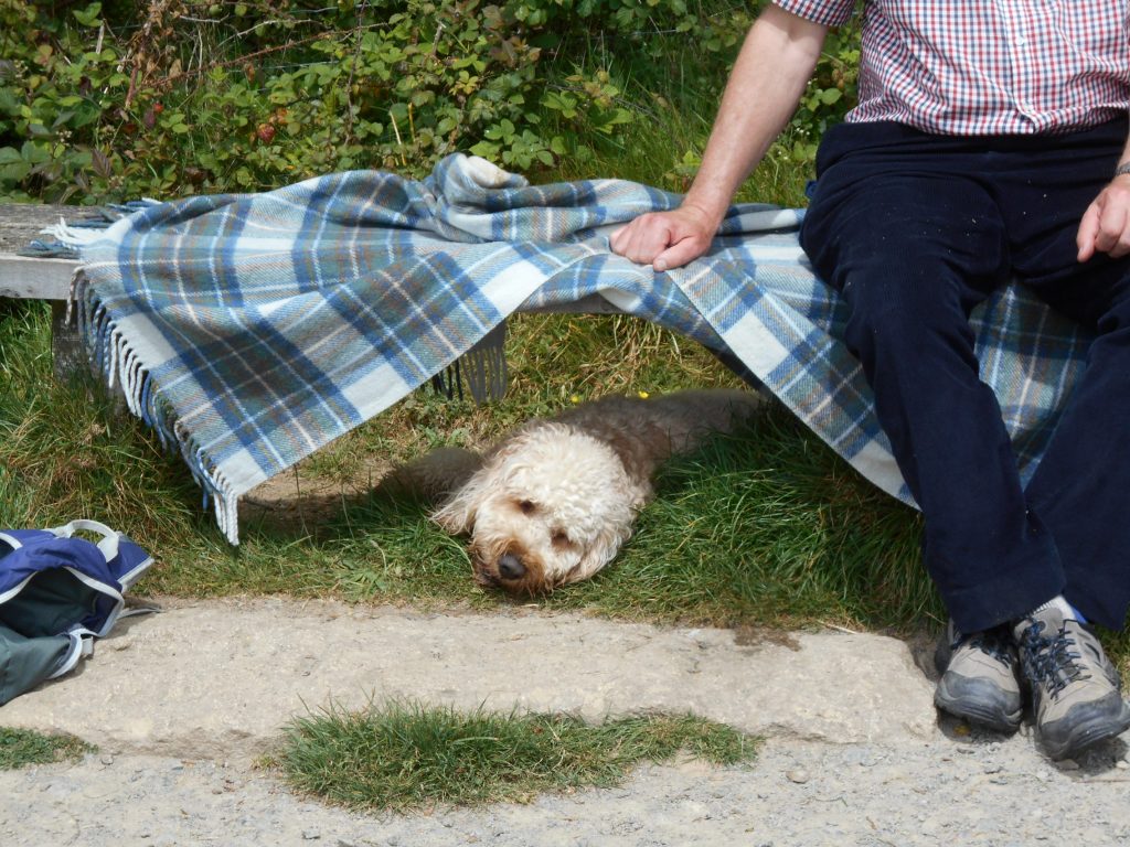 Clumberdoodle Archie in the shade at Trellisick Gardnes