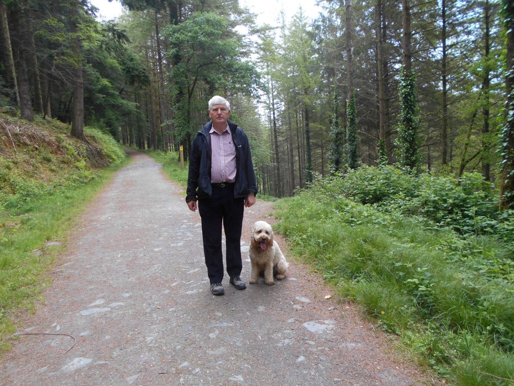Clumberdoodle Archie in Cardinham Woods