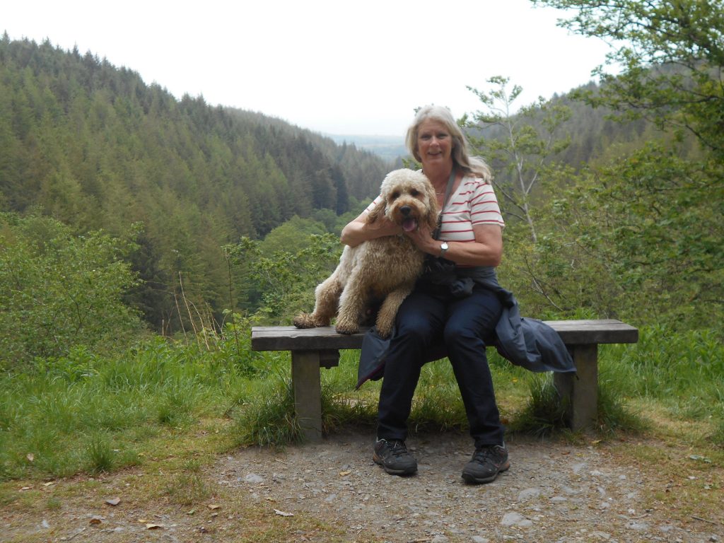 Clumberdoodle Archie in Cardinham Woods