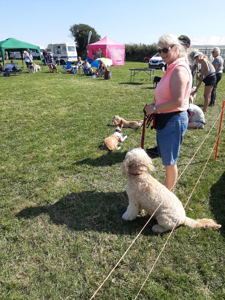 Clumberdoodle Archide at Cornwood Show 2019