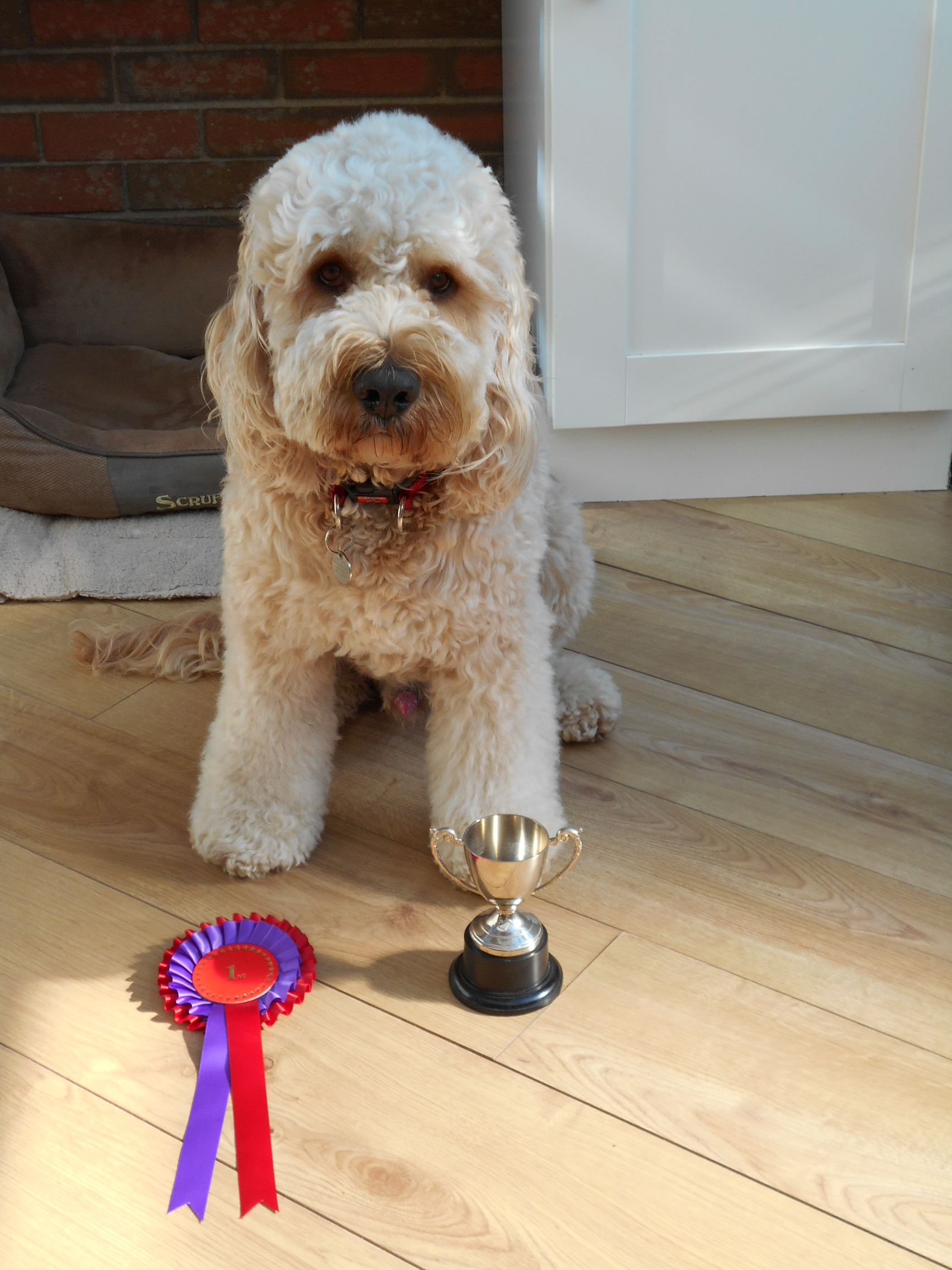 Clumberdoodle Archie With His 1st Rosette and Cup