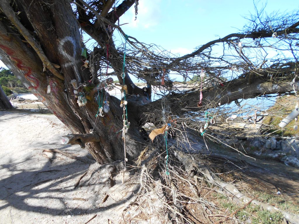 Tree Adorned at Point De Perharidy Roscoff