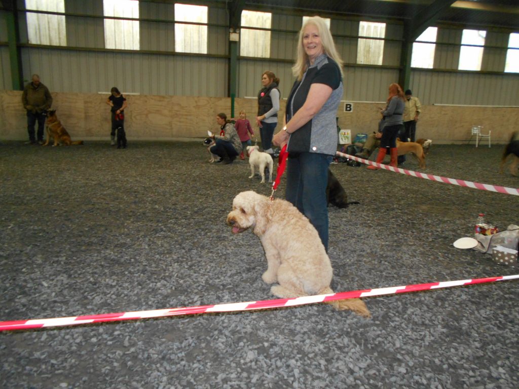 Cl;umberdoodle Archie Waiting to Be Judged at Dog Show