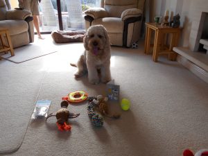 Clumberdoodle Archie's 3rd Birthday April 2020