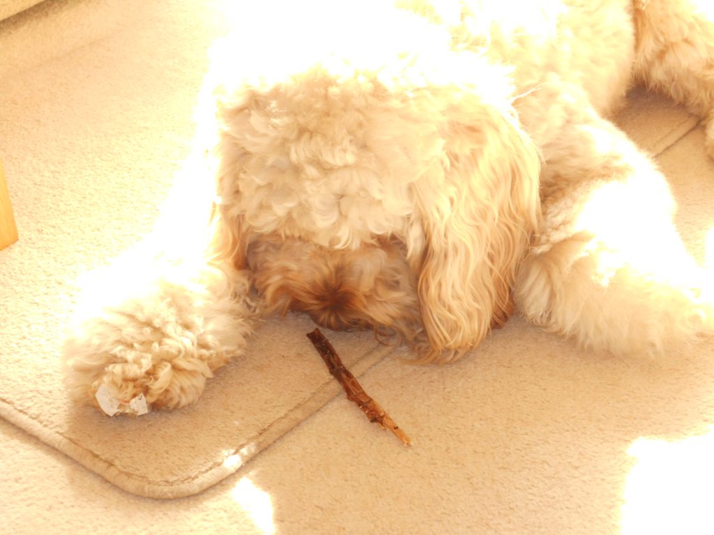 Archie the Clumberdoodle just checking the Ostrich Spaghetti