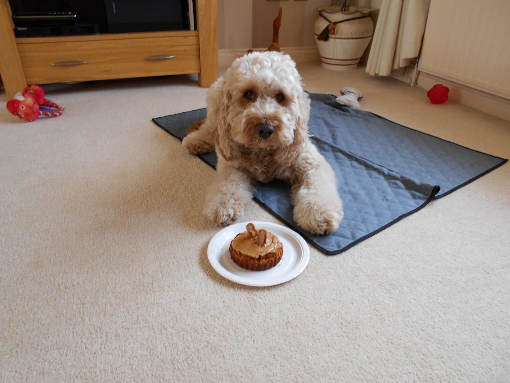 Clumberdoodle Archie patiently waiting for his birthday cake