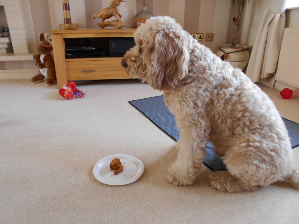Archie the Clumberdoodle waiting to eat his birthday cake