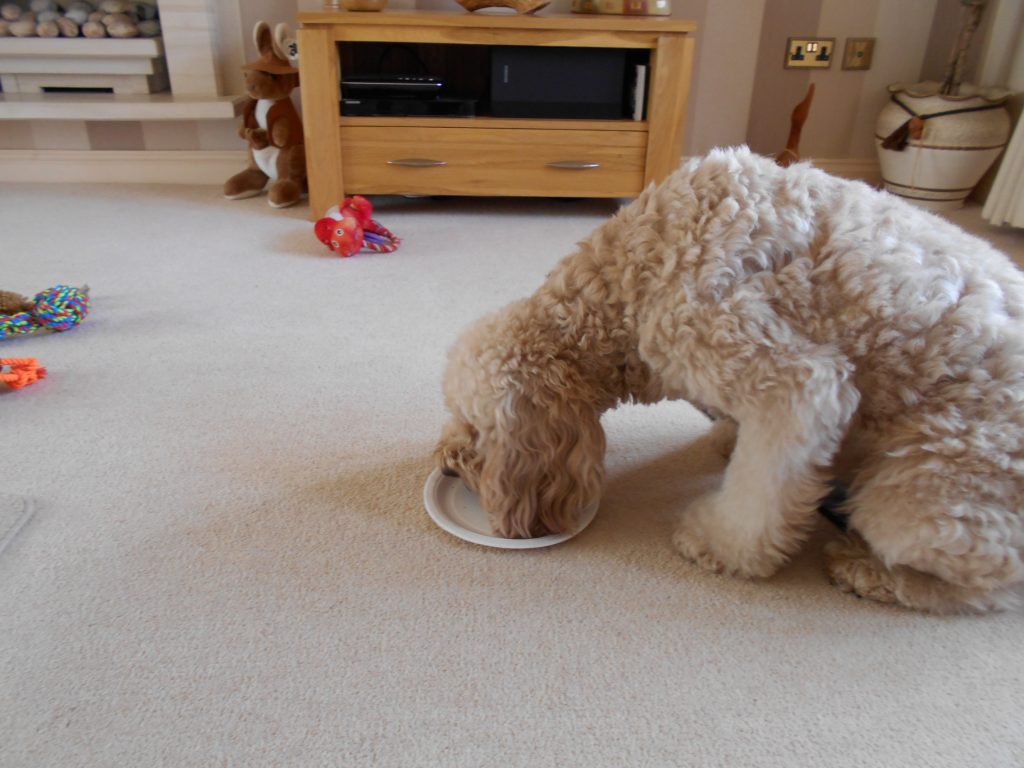 Clumberdoodle Archie clears his plate of birthday cake