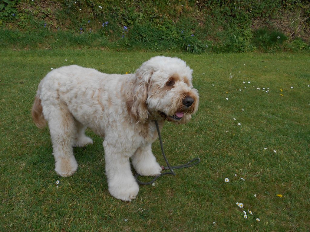 Clumberdoodle Archie Needing a Home Groom