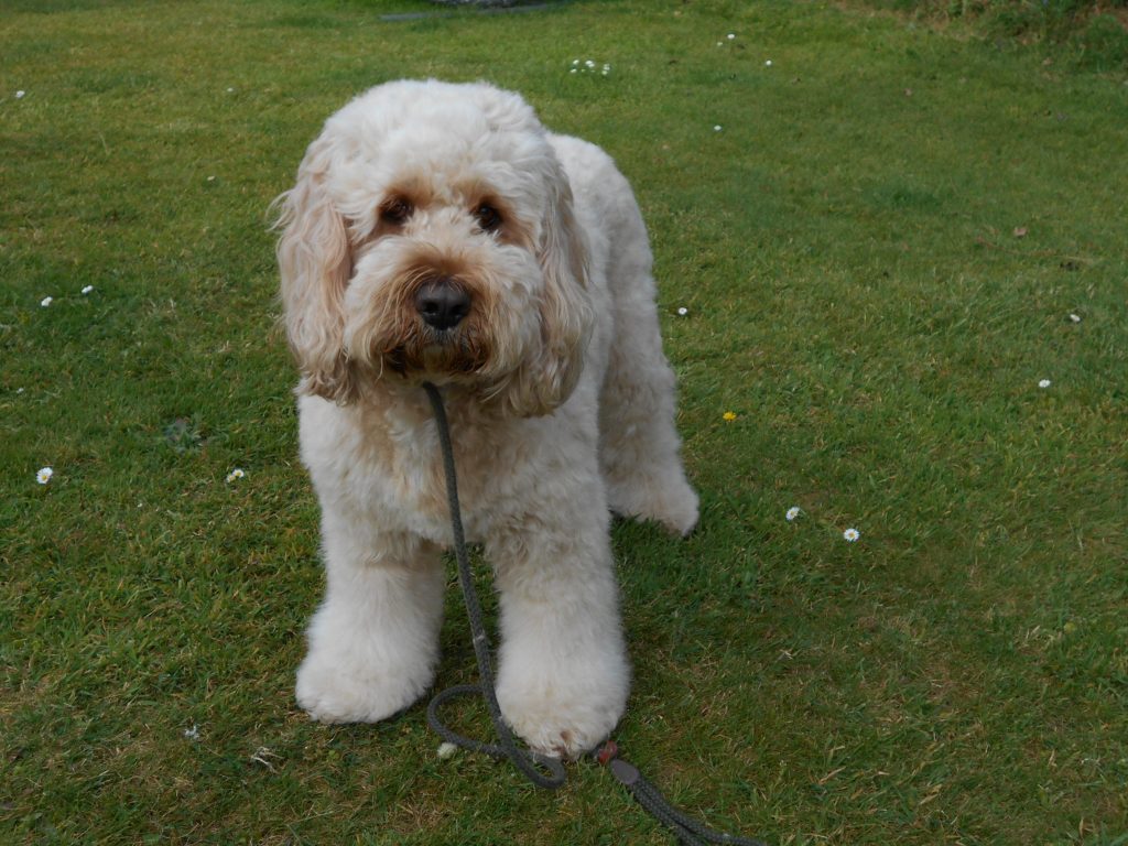 Clumberdoodle Archie Before HIs Home Grom