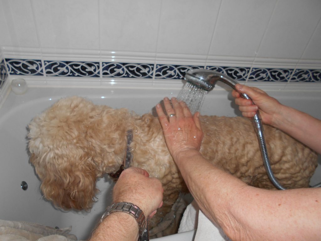 Archie in the bath
