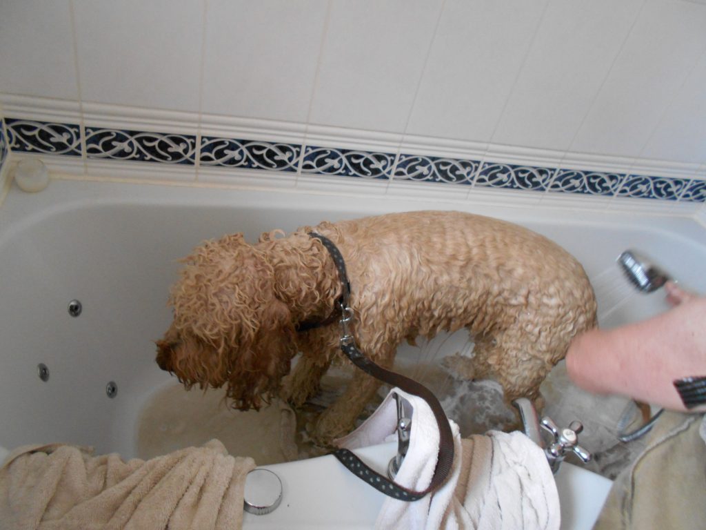 Clumberdoodle Archie being bathed