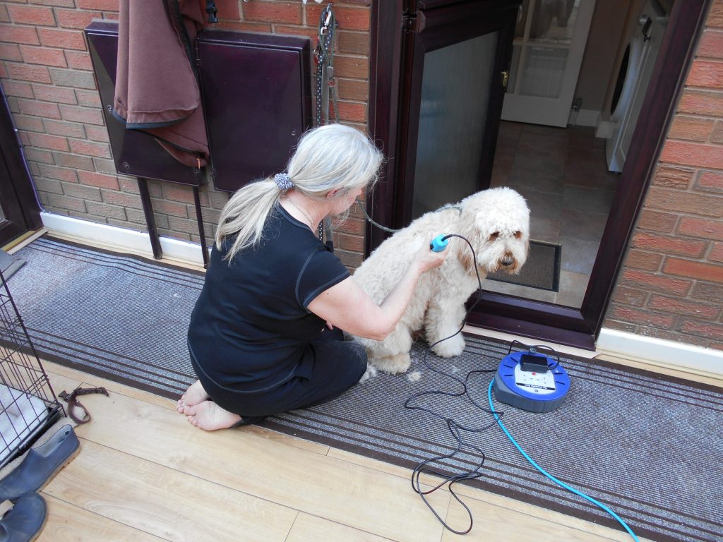 Grooming Clumberdoodle Archie At Home For The First Time