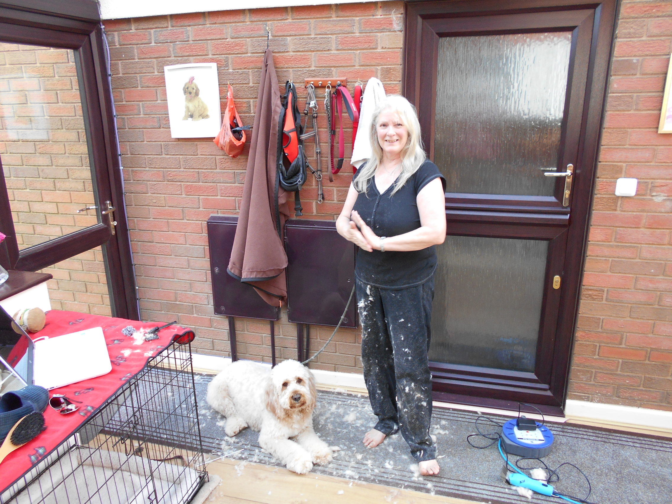 Grooming Clumberdoodle Archie At Home For The First Time