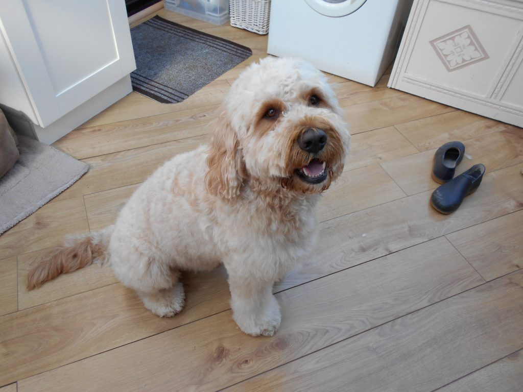 Clumberdoodle Archie's 2nd Home Groom