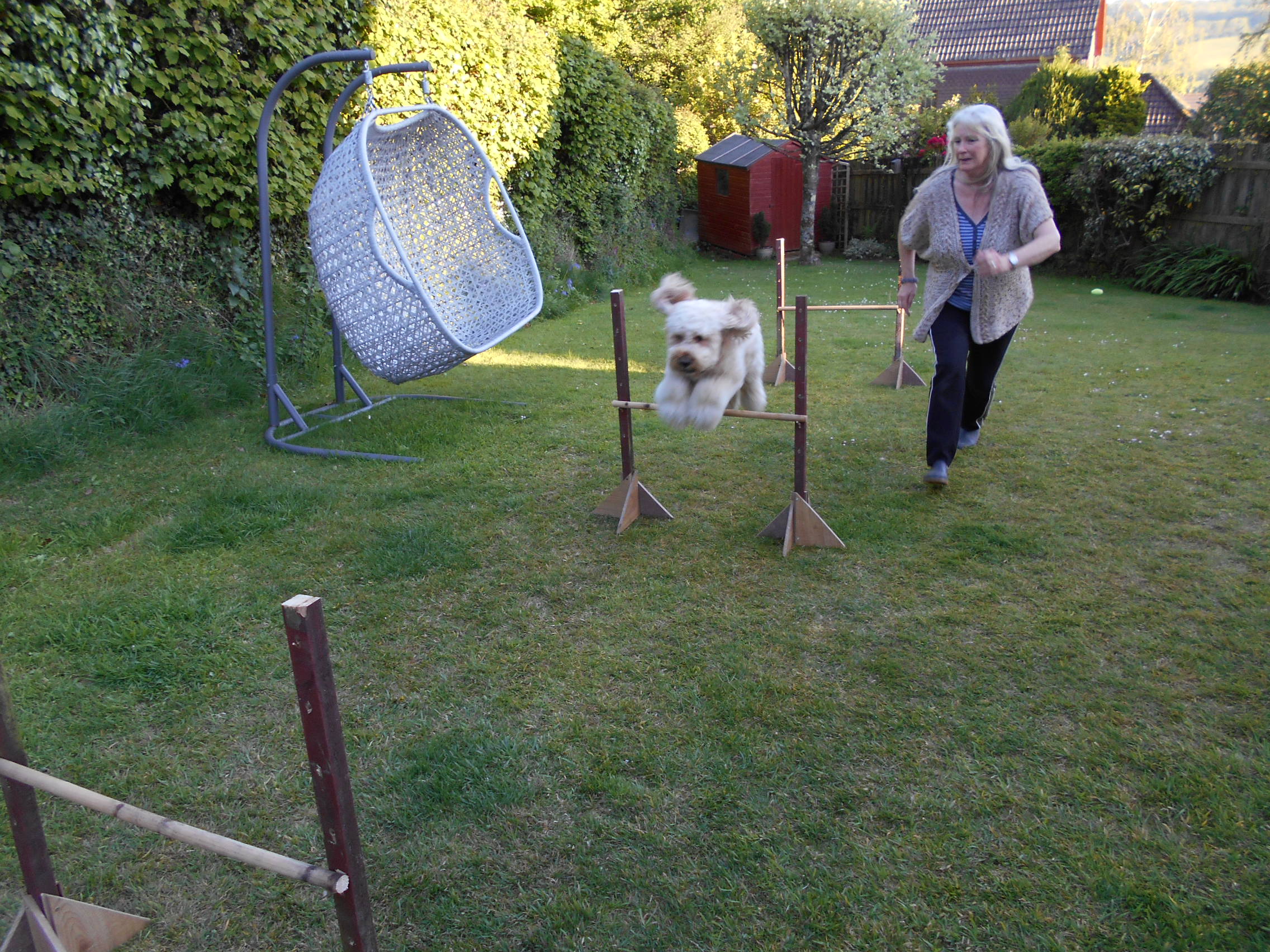 Clumberdoodle Archie's Homemade Agility Course