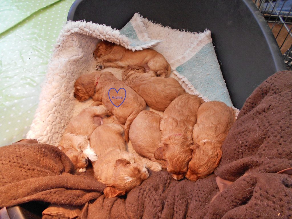  Clumberdoodle Archie as a 4 week old puppy