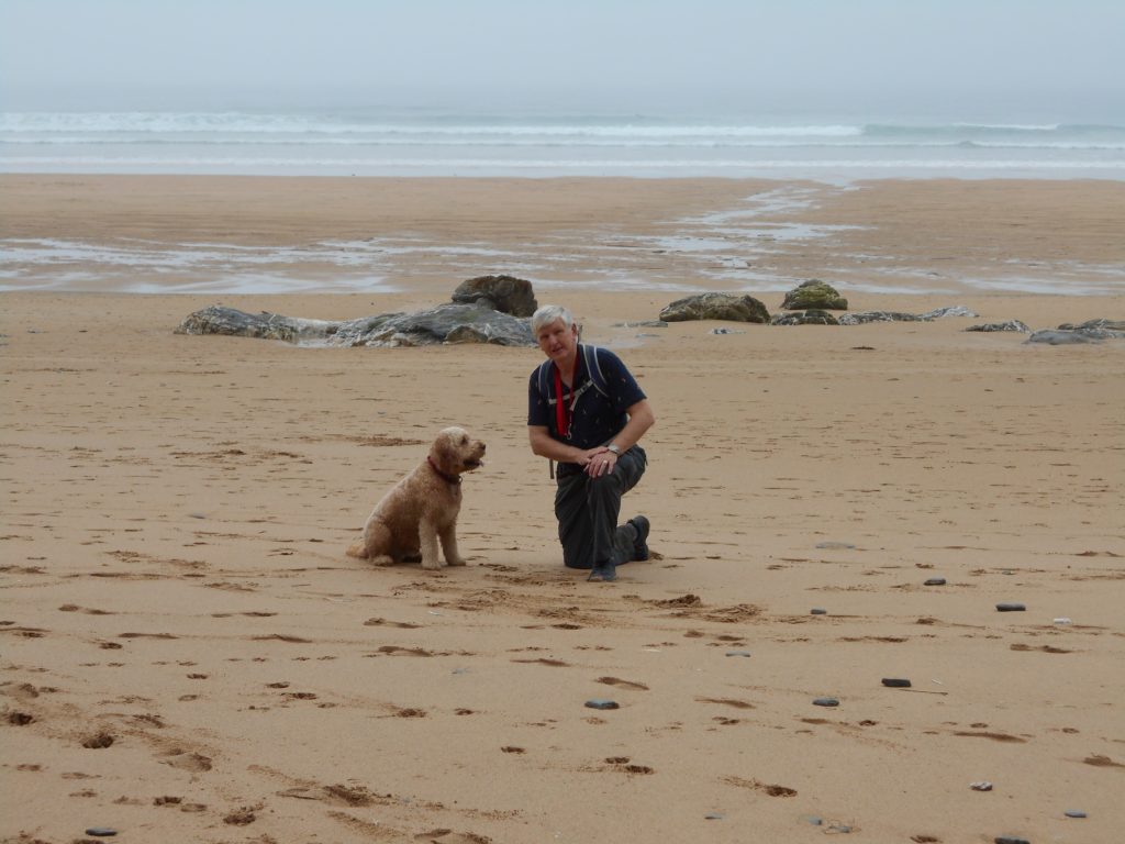 Clumberdoodle Archie on Watergate Bay