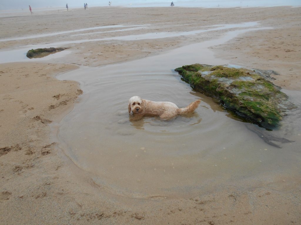 Clumberdoodle Archie in Rock Pool on Watergate Bayu