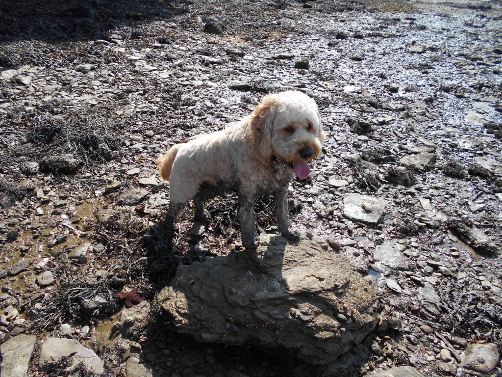 Clumberdoodle Archie covered in mud from the River Fal Cornwall