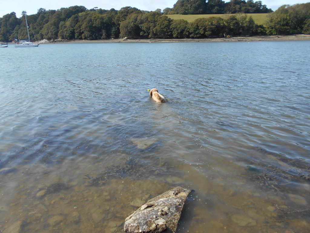 Clumberdoodle in the River Fal Cornwall