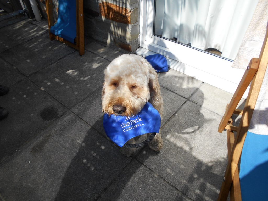 Clumberdoodle Archie pleading to frisbee on the beach