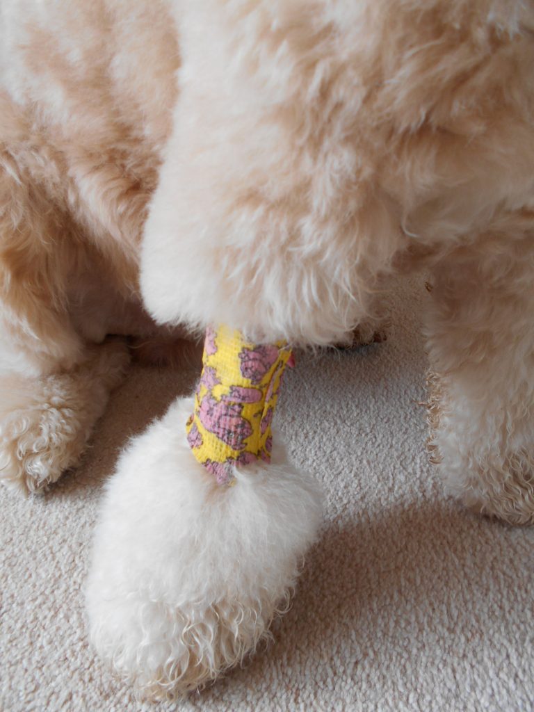 Clumberdoodle Archie's Bandage from Vet