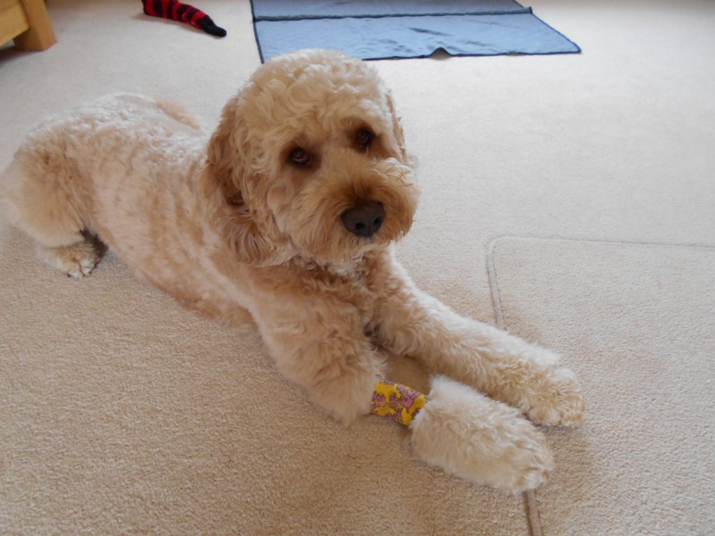 Clumberdoodle Archie showing off his bandage