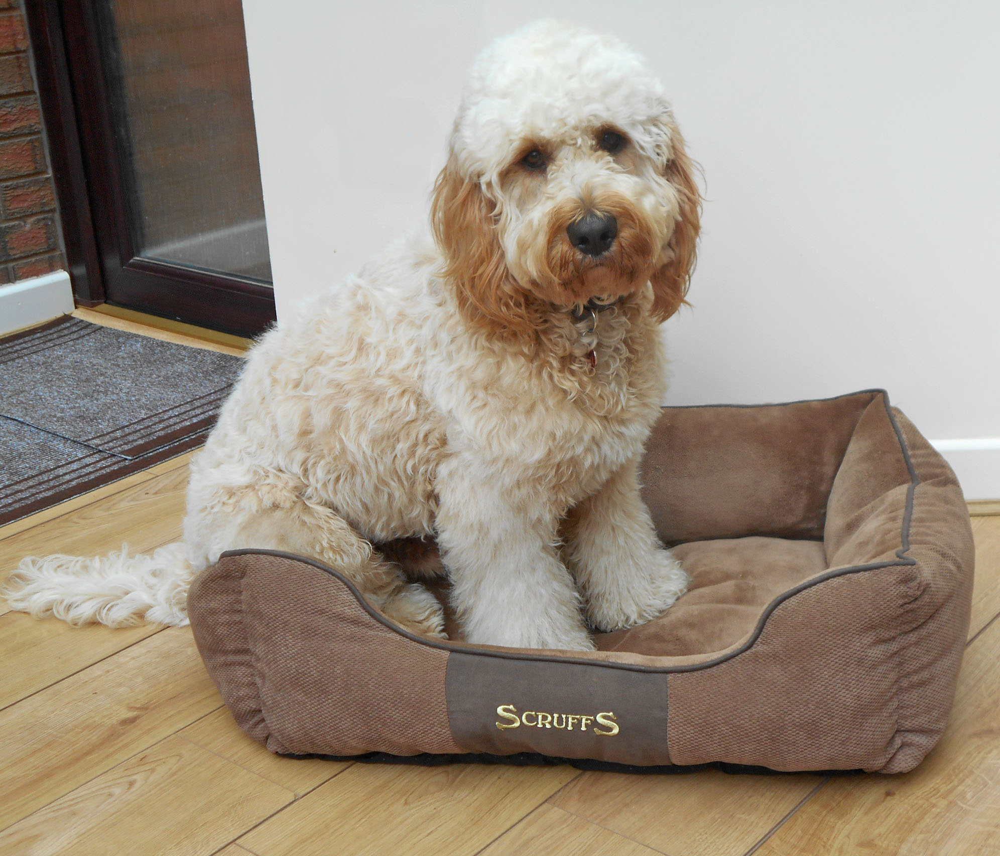 Clumberdoodle Archie