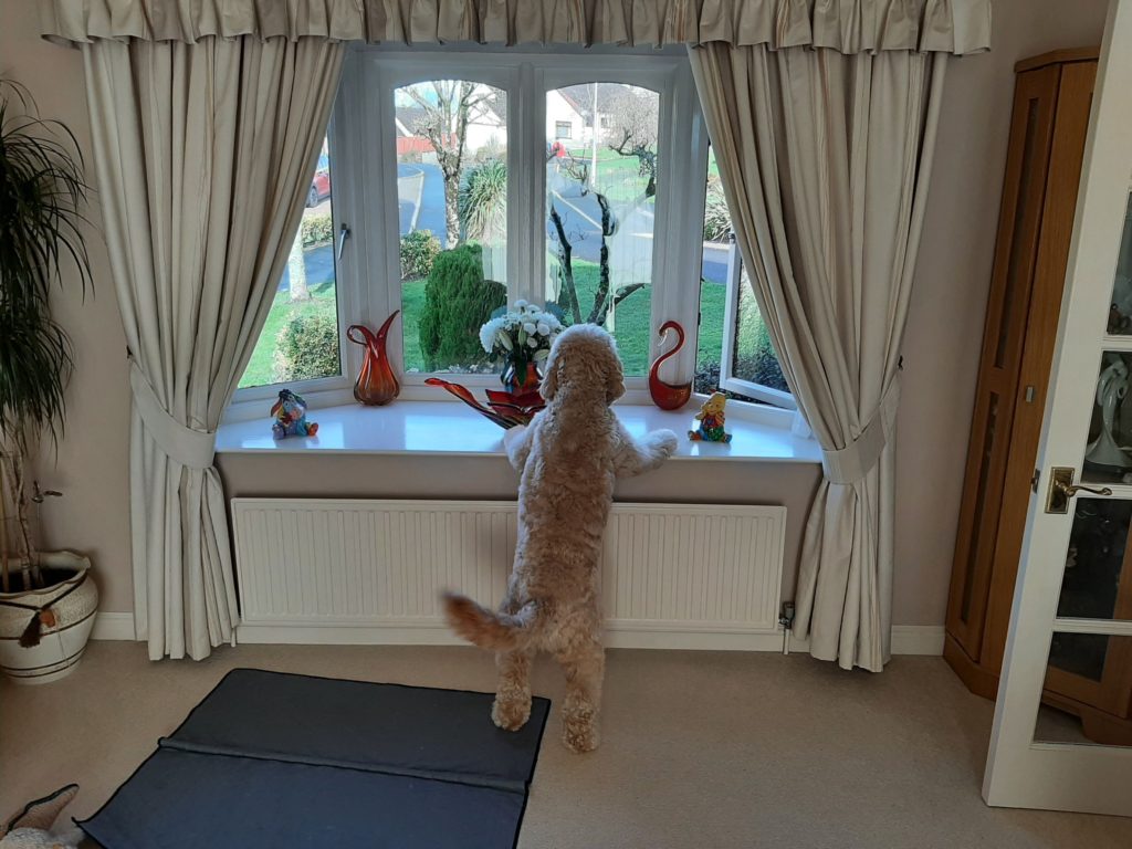 Clumberdoodle Archie Neighbourhood Watchdog Clumberdoodle Archie's Characteristics And Personality