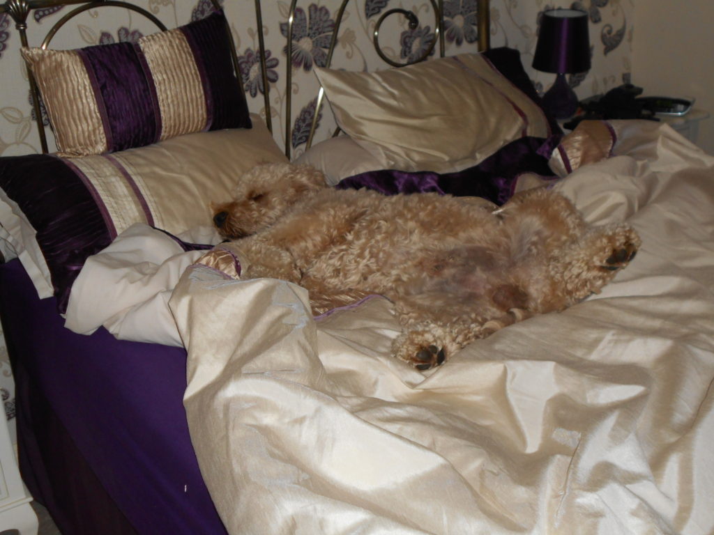 Clumberdoodle Archie Having a Lay In