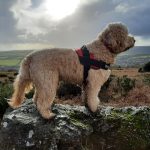 What Is A Clumberdoodle? Henlake 22.1 (3)