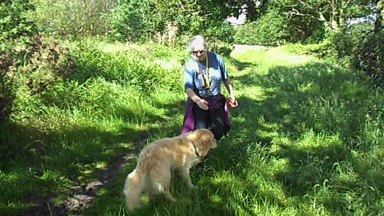 Chester A Show Cocker Spaniel Hearing Dog Puppy Comes to Stay